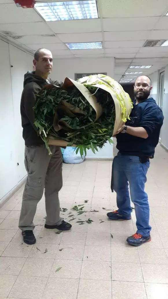 דילמת העצורים: להודות בהחזקת סם או בפריצה לבית שבו גודל?