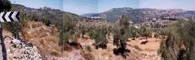 תשכחו מריח האורנים