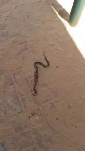 נחש צפע בגן ילדים: "זו לא הפעם הראשונה, העירייה מתעלמת"