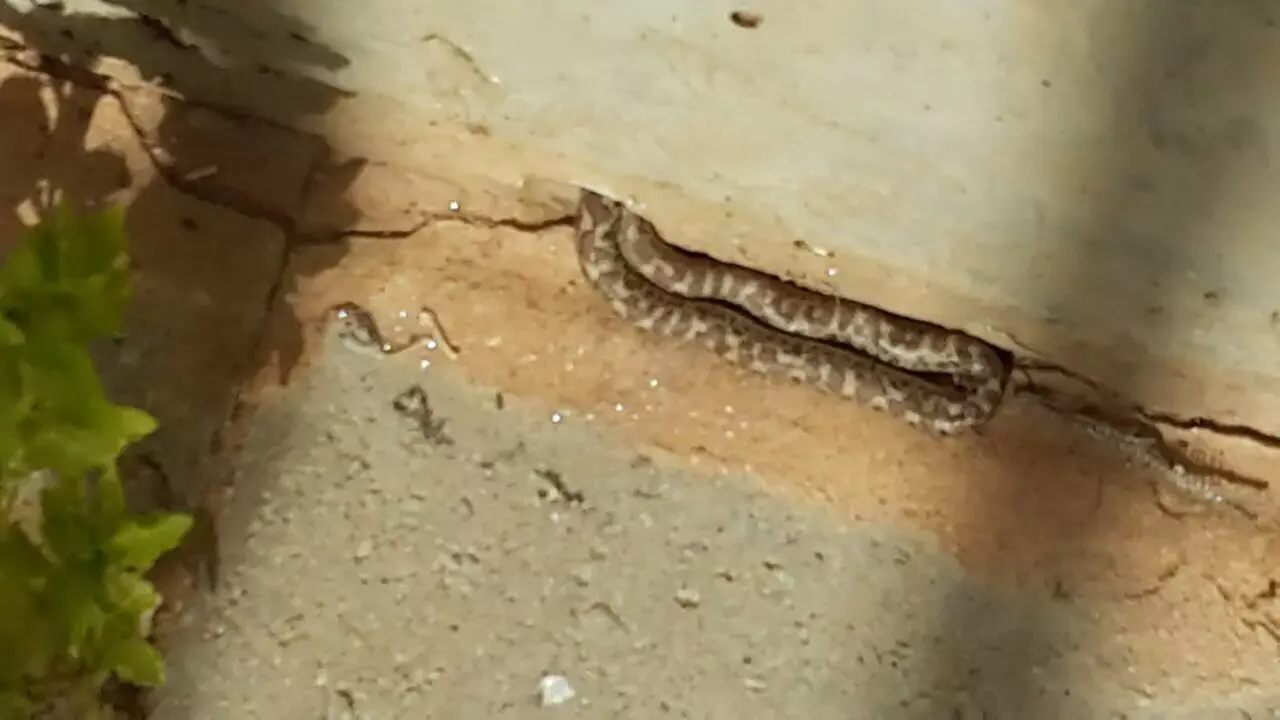 שוב: נחש נמצא בארגז חול במתחם גני ילדים בפתח תקווה