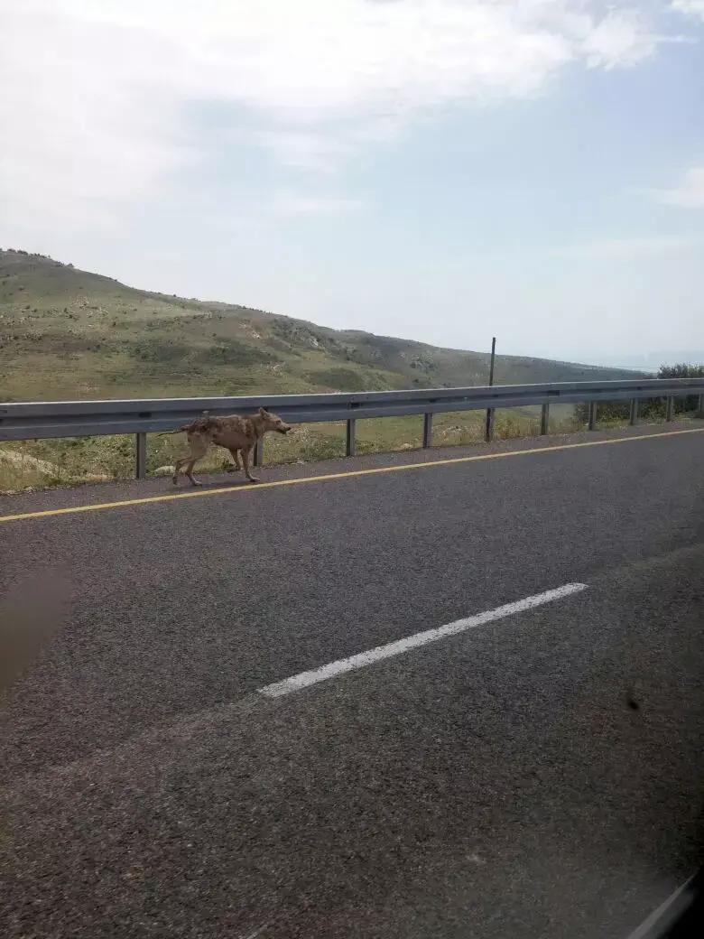 שישה מטיילים הותקפו על ידי זאבים ברמת הגולן; מצבם קל