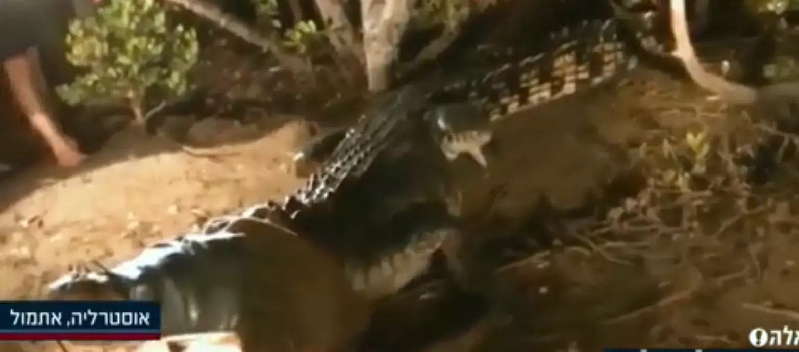 צפו: פקחים לוכדים תנין אימתני בצפון אוסטרליה
