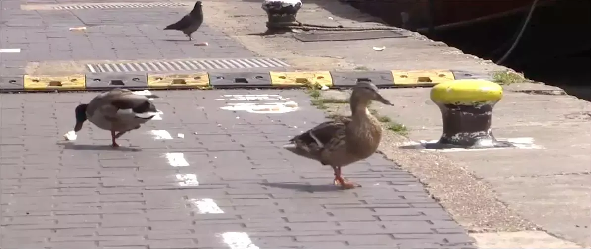 שבילי האופניים לא לבד: בלונדון השיקו נתיב לברווזים