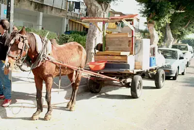 צער בע&rdquo;ח זקוקה לתרומות למימון אורוות