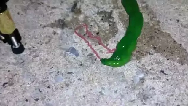 צפו: מהו היצור המסתורי והמבחיל שמעורר סערה ברשת?