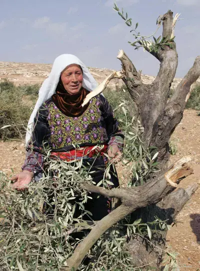 ביש&rdquo;ע דורשים לחקור השחתת המטע הפלסטיני