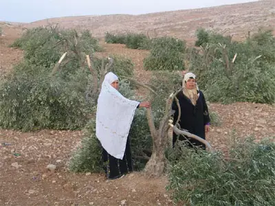 יום לפני תקיפת החקלאי, מנעו מתנחלים שיקום זיתים
