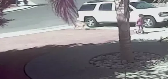 החדשות בדקה: החתולה שהצילה ילד מתקיפת כלב זכתה בפרס