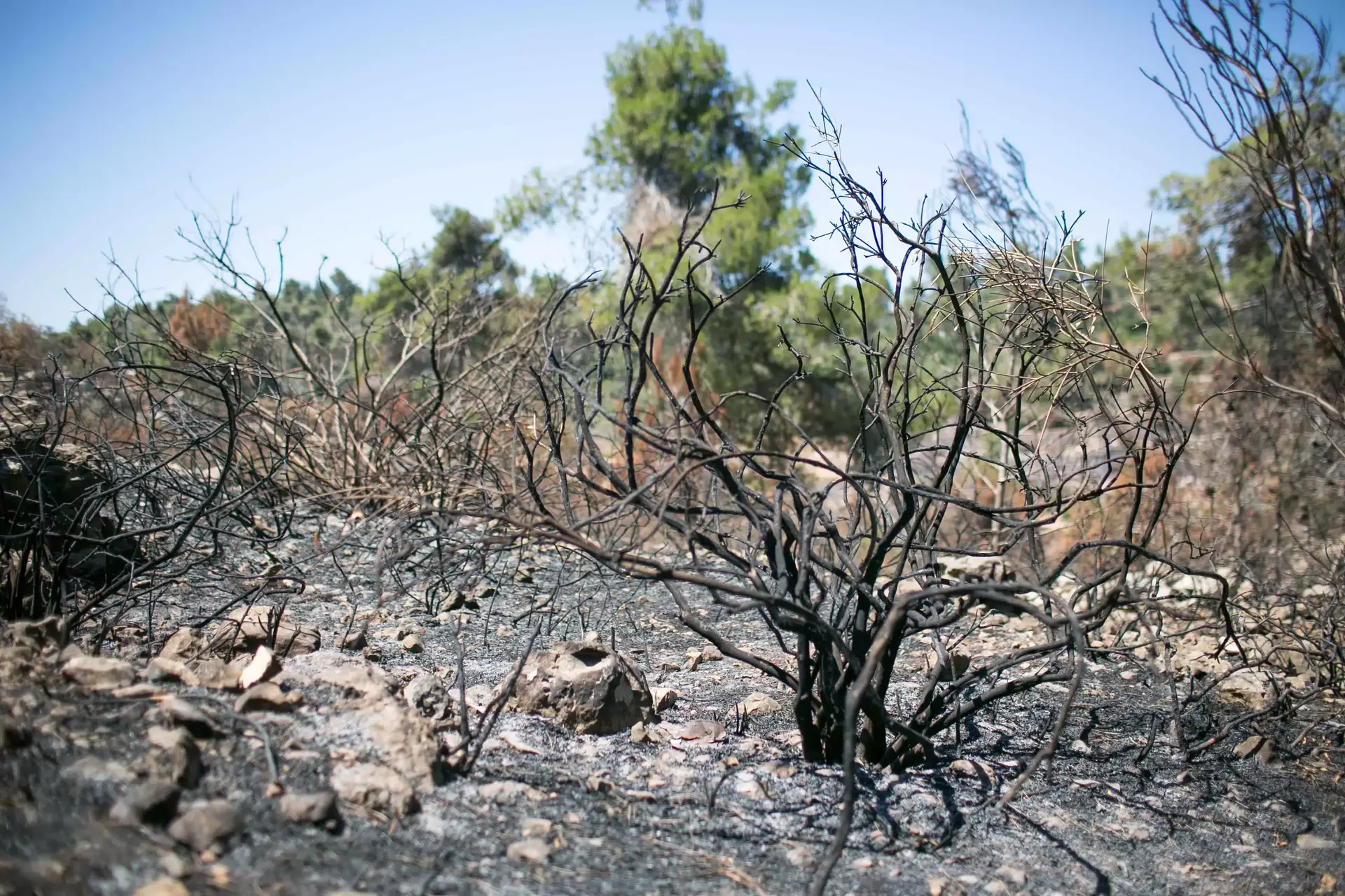 קיץ בוער: נזקי השריפות של העונה החמה