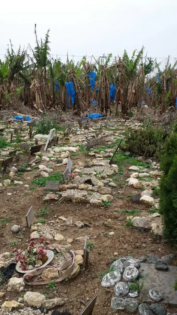 בית הקברות לחיות ייסגר - ולא יתוחזק: "לאן אעביר את החתול?"