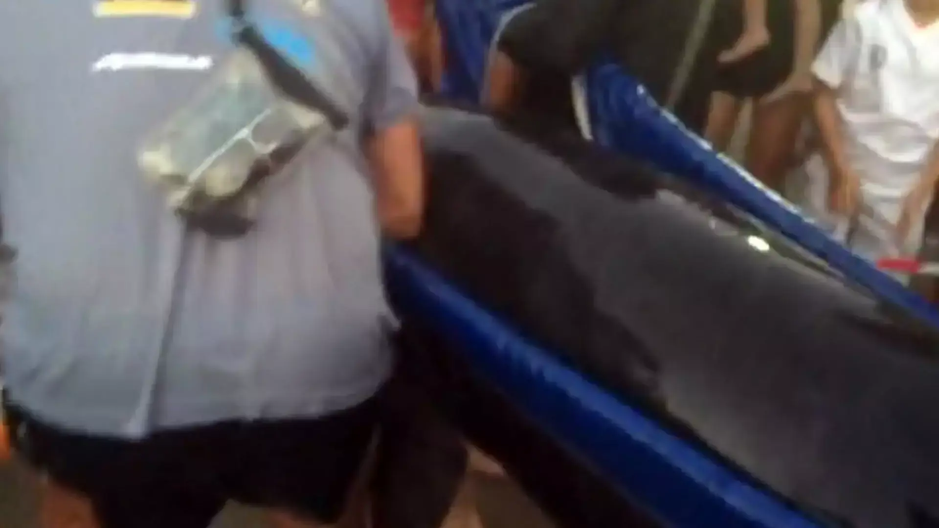 צפו: דולפין פצוע חולץ לאחר שנתקע בין סלעים בחוף עכו