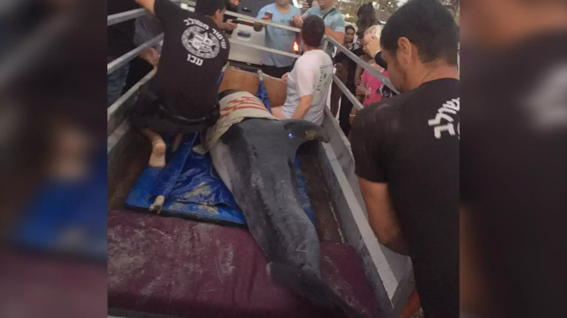 סוף עצוב: מת הדולפין שנמצא בחוף הים בעכו