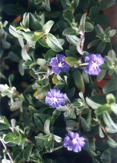 תצוגת אופנה של צמחי נוי בת&rdquo;א