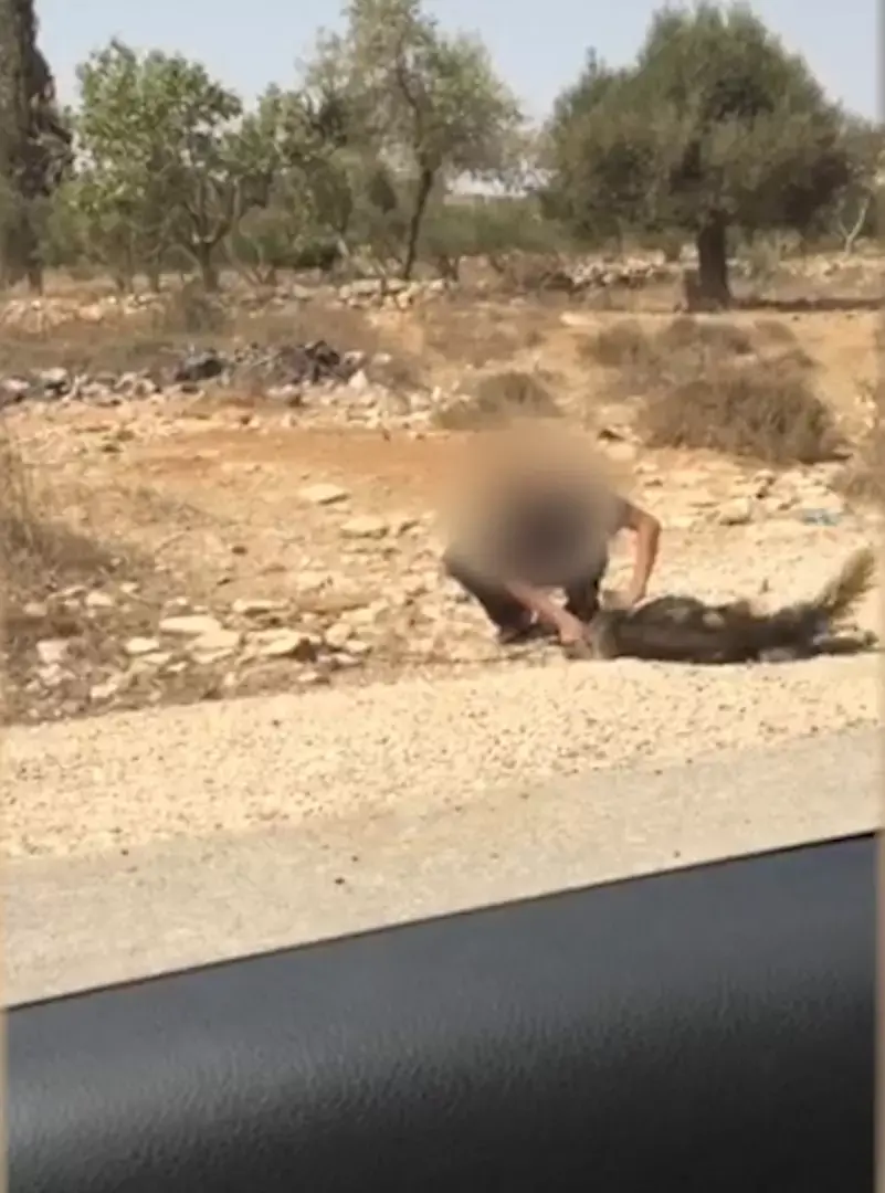 שוחרר החשוד שהתעלל בכלב עד שמת; המשטרה תערער