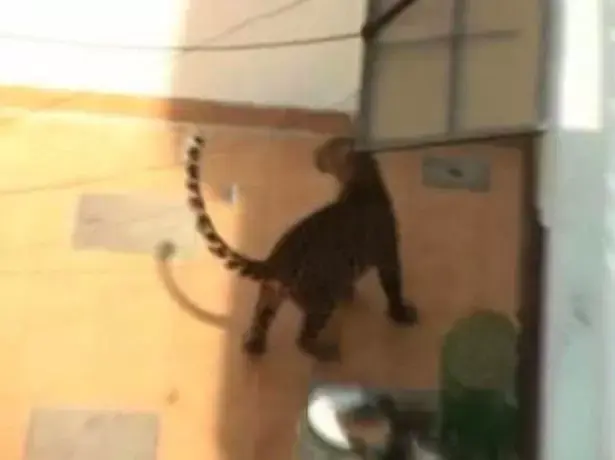 זוג מצא הפתעה לא נעימה בסלון: נמר שטעה בדרך