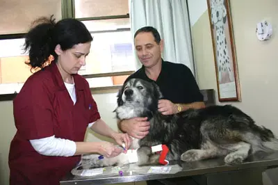 ביה&rdquo;ח הווטרינרי זקוק לתרומות דם מכלבים