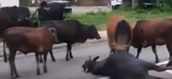 מסביב לעולם בדקה: צפו בעדר פרים מגונן על אחד מחבריו שנפצע