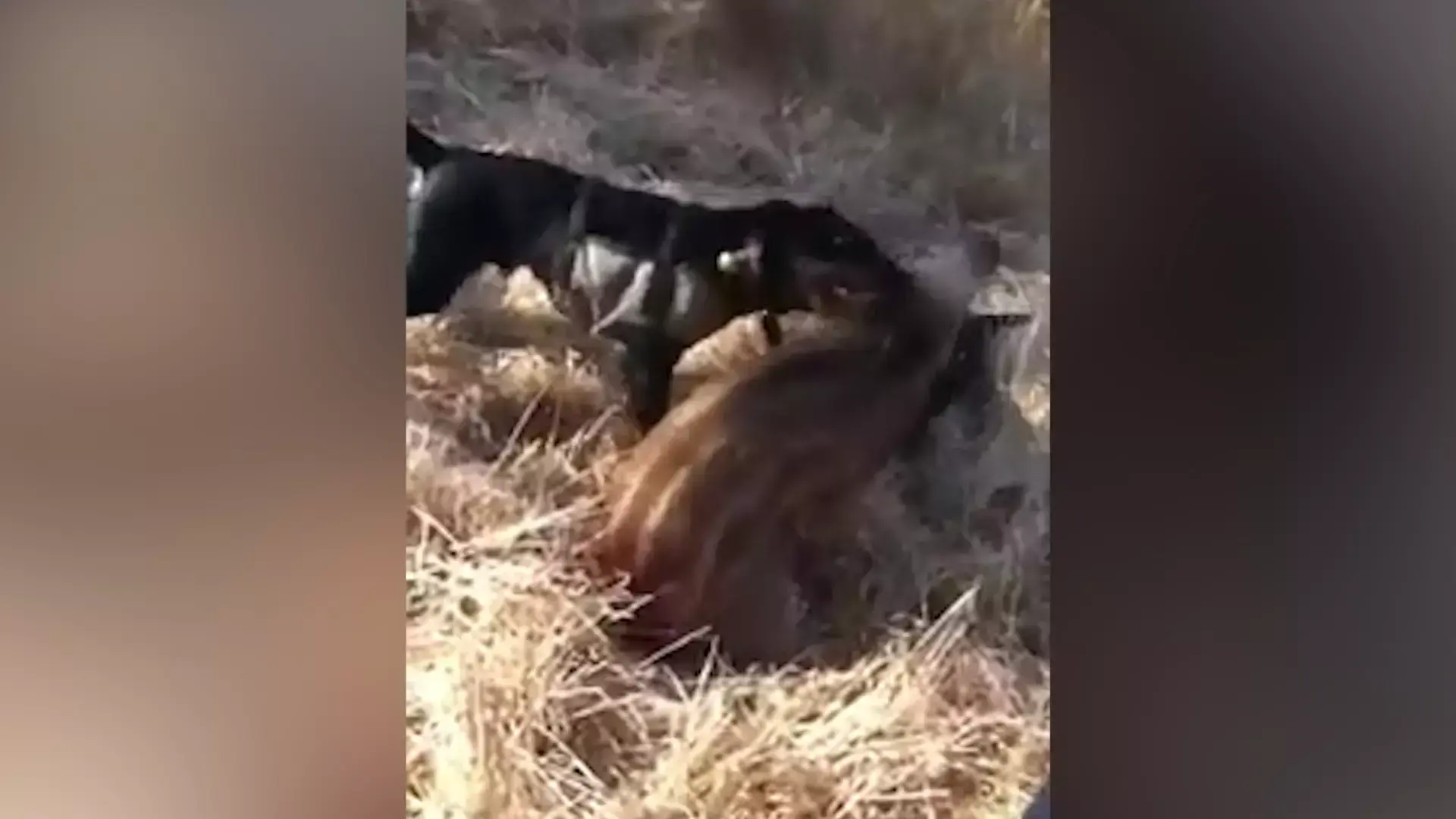 תיעוד מזעזע: שיסה כלבי ציד בגור חזירי בר פצוע; החשוד נעצר
