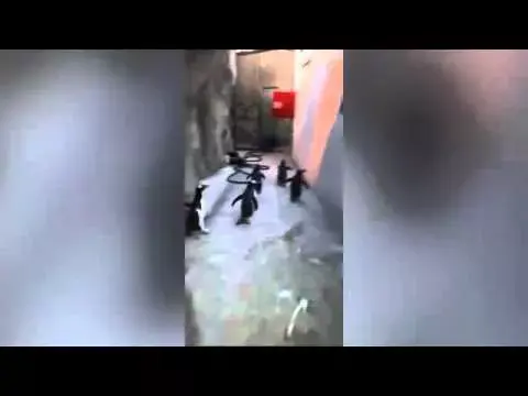 כמו ב"מדגסקר": פינגווינים תועדו כשהם נמלטים מגן החיות