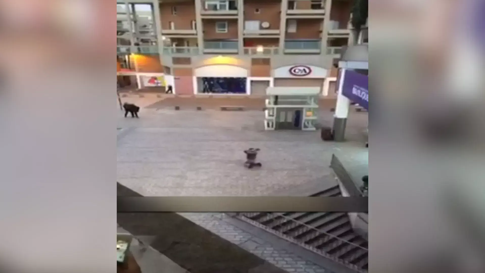 מתקפת הטרור בפריז: "העכביש" חוסל אך "רשת הקורים שטווה נותרה"