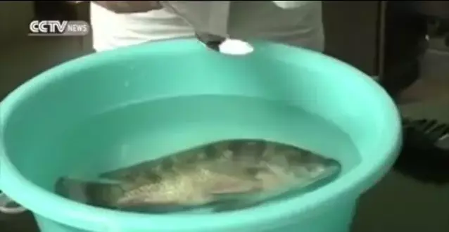 איך זה קורה?! דג מת חוזר לחיים בעזרת אבקה מסתורית