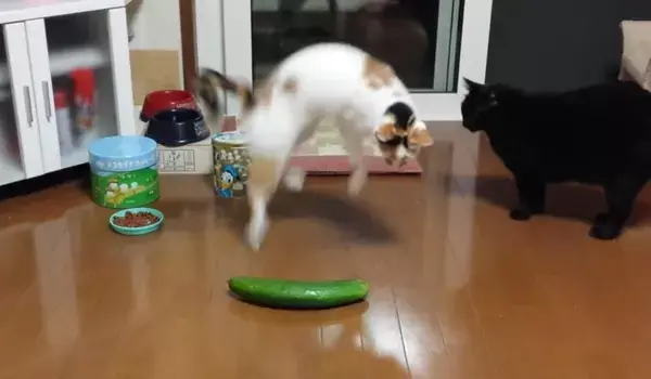 למה חתולים מפחדים ממלפפונים ולמה זה מסוכן להם?