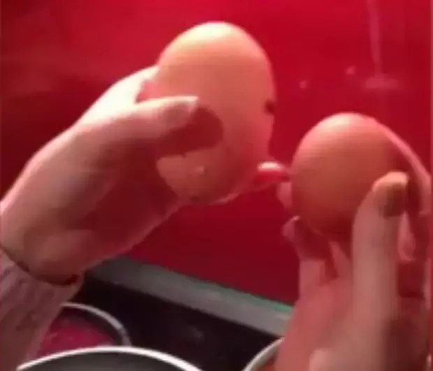 האמא לא האמינה כשגילתה מה יצא מתוך ביצת הענק הזו