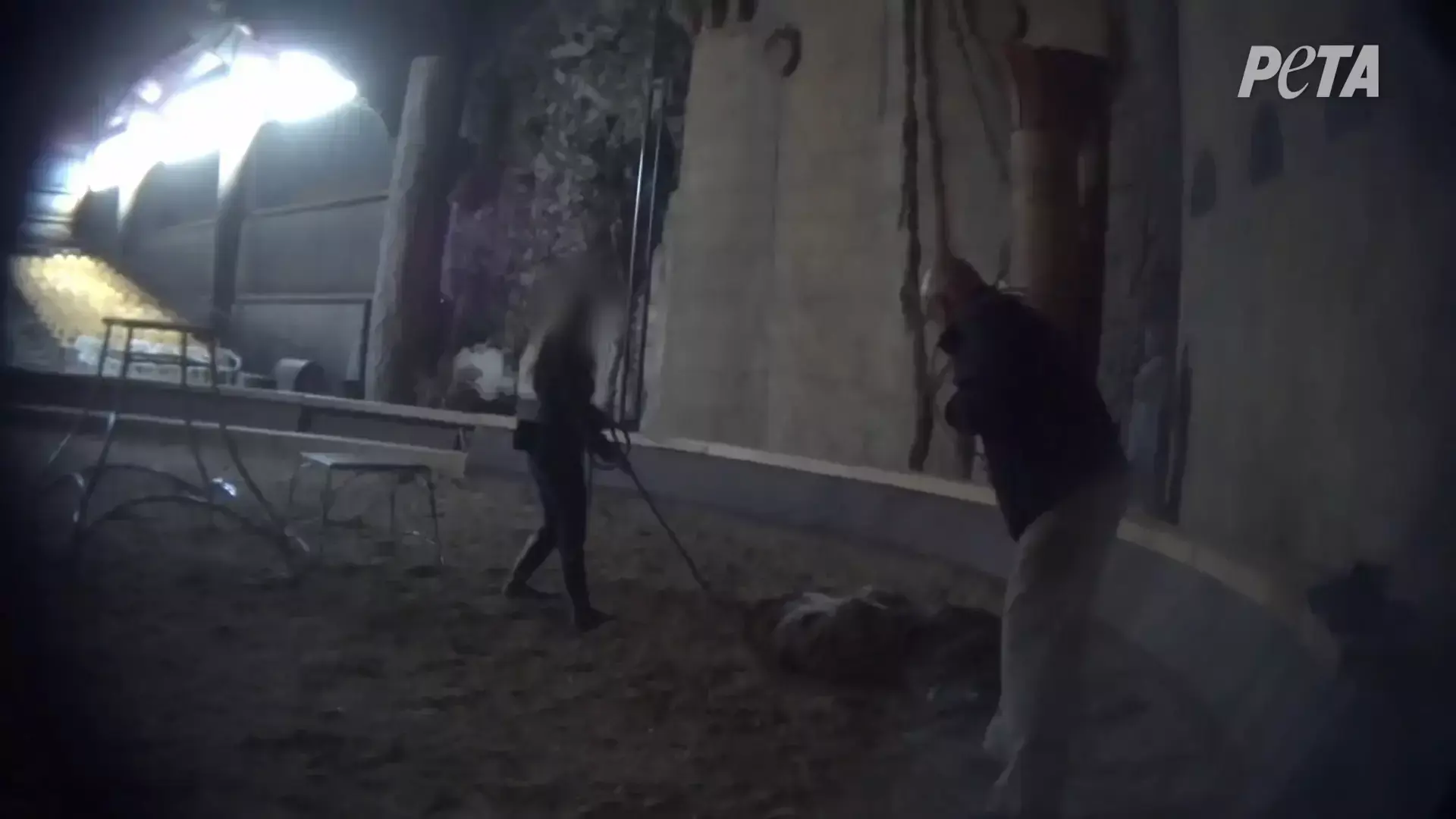 סיפור בדקה: מאמן החיות מ-"חיי פיי" תועד מתעלל בטיגריס