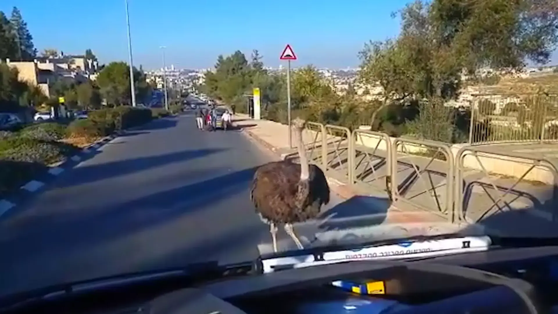 בהלה בירושלים: יען התרוצצה ברחובות גילה - ונתפסה בידי עוברי אורח