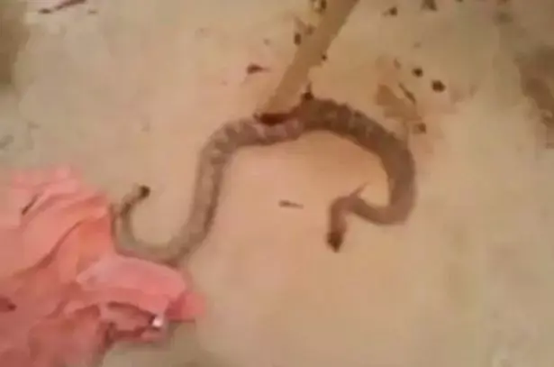 חולני: תיעוד מטריד של נחש כרות ראש ממשיך לנוע על הקרקע