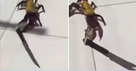 היזהרו: לסרטן הזה יש סכין ביד והוא לא מפחד להשתמש בו