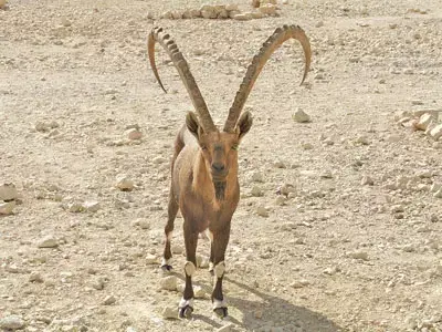 בקרוב יגבו דמי כניסה בשמורת הרי אילת