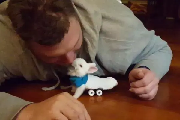 לא תוכלו שלא להתאהב בארנבון הלבן בכסא גלגלים