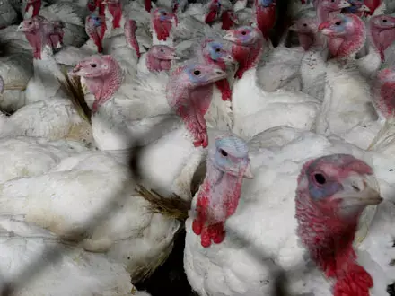זן לא מדבק של שפעת העופות התגלה בארה&rdquo;ב