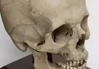 הגיעו לביתה של חשפנית ומצאו 6 גולגלות