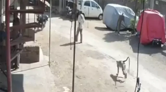 צפו: מה עשה הקוף החצוף להולך הרגל התמים?