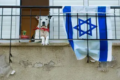 כלב השמירה של הדמוקרטיה