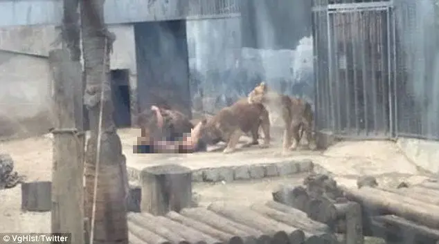 קשה לצפייה: ניסה להתאבד בקפיצה בעירום לכלוב אריות