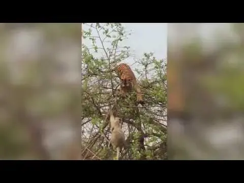 צפו: קופה נלחמת על חיי הגור שלה נגד טיגריס ענק בקרב על עץ