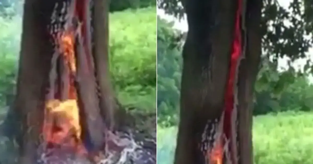 נפלאות הטבע: תיעוד נדיר של עץ עולה בלהבות מבפנים לאחר שחטף מכת ברק