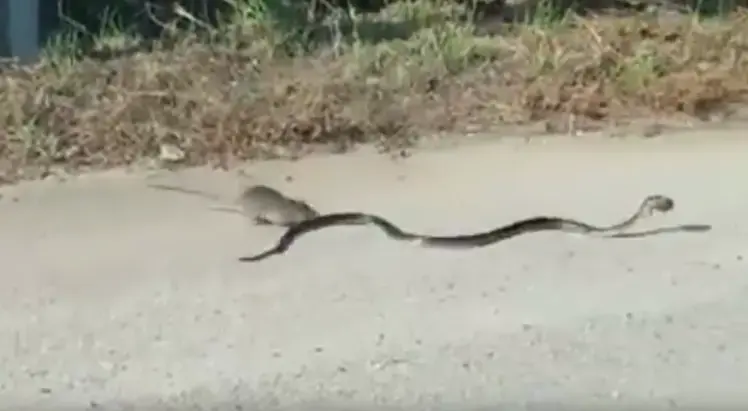 צפו באמא חולדה נלחמת בנחש מסוכן כדי להציל את בנה. האם היא תצליח?