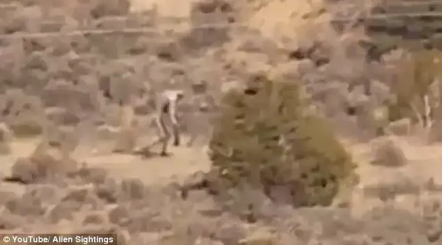 האם זה התיעוד של מפלצת הצ'ופקברה המיסתורית?