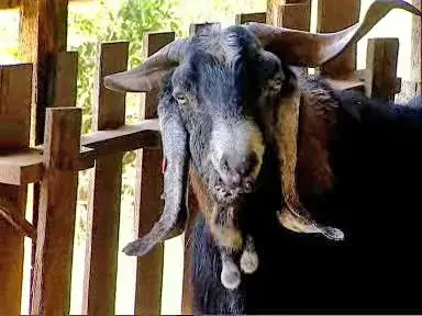 העז הסורר שב לצעוד