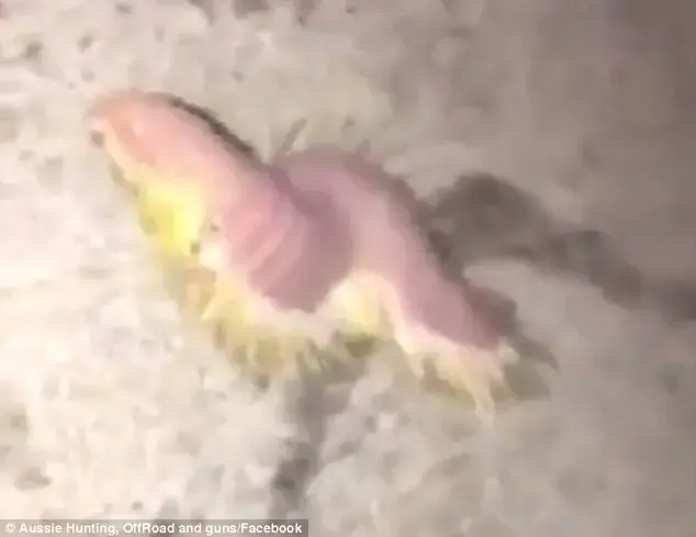 הם חיים סביבנו? יצור מסתורי דמוי חייזר נמצא על החוף