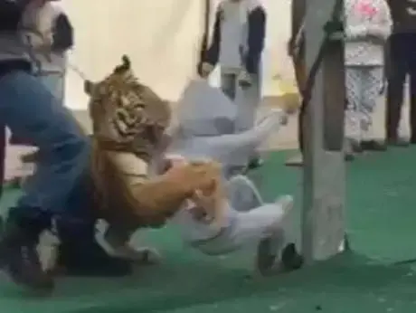 קשה לצפייה: טיגריס תוקף ילדה סעודית בגן החיות