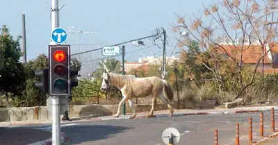 בלי היסוס