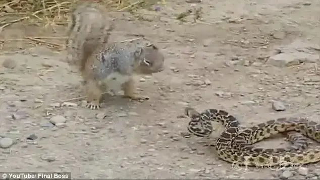 מה לא בסדר באגוזים? סנאי תוקף נחש בקרב אלים שסופו מפתיע