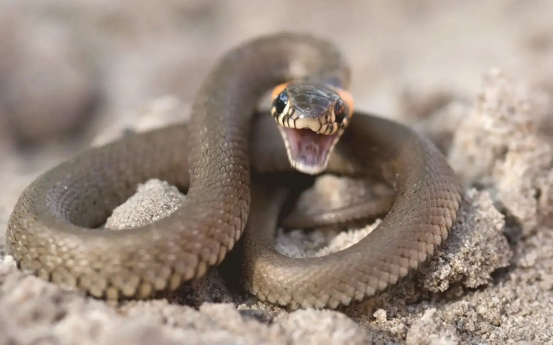עזרה ראשונה: 6 מיתוסים שעלולים לסכן את החיים שלכם