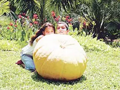 דלעת במשקל 70 ק&rdquo;ג גדלה בגבעת ברנר