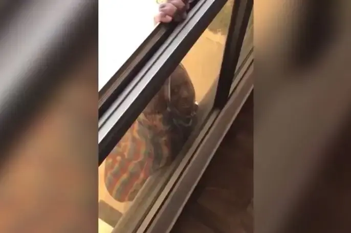 צילמה את העובדת שלה נופלת מבניין ונשלחה לכלא מסיבה הזויה